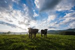 cattle in field