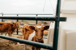 Jersey Calves