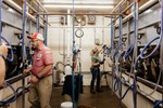 Armstrong Evening Milking