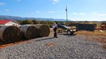 Emmy Lou Standing by hay bales 