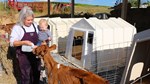 Emmy Lou Armstrong feeding calf
