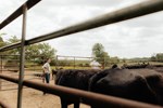 Jennie Patrick Working Cattle