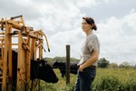 Jennie Working Cattle
