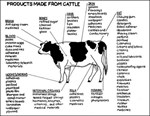 products made from cattle