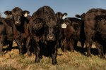 Cattle in a field 